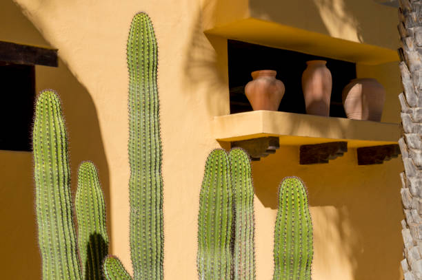 This is a view of a decorative growing in front of an adobe wall in a hotel in Cabo San Lucas in Baja Mexico.  This type of cactus is known as Pachycereus pringlei, or Mexican giant cardon, which is different than the Saguaro cactus that grows in Arizona.  This cactus tends to have more arms than a Saguaro but is indicative of the dry climate in the Baja peninsula.  This particular scene also includes some artistically placed pots on a windowsill.