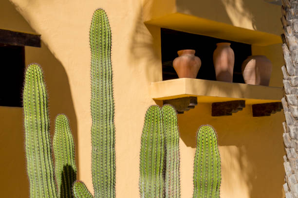 Cactus In Front of Adobe Wall in Baja California stock photo