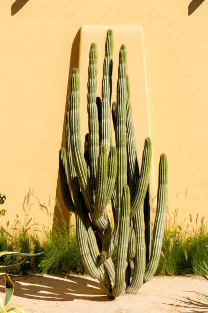 Cactus In Front of Adobe Wall in Baja California