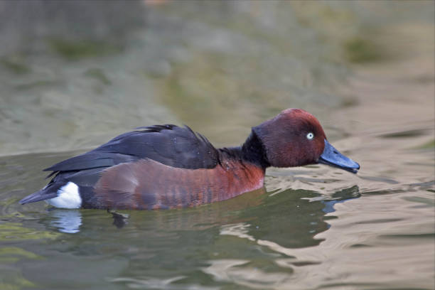 istock A Male Ferruginous Pochard, Aythya nyroca 1087973580