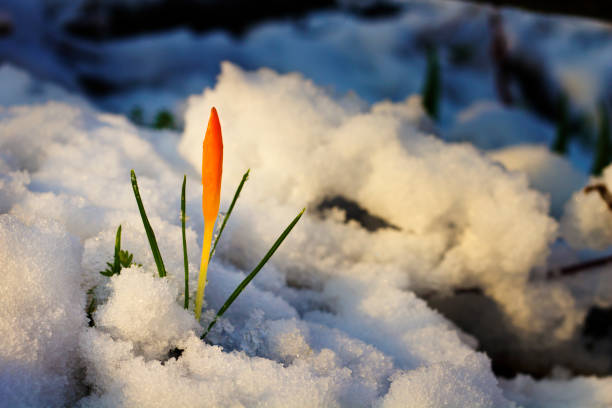 Yellow crocuses in snowy garden