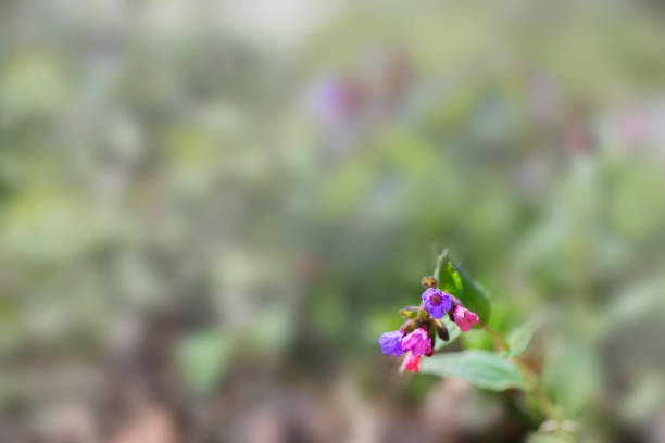 istock Flowers of lungwort close up. 1087976518