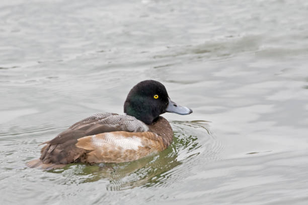 istock A Relaxed male Greater Scaup, Aythya marila 1087977402