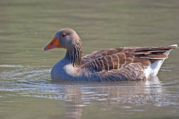 istock A Greylag Goose, Anser anser, swimming 1087978570