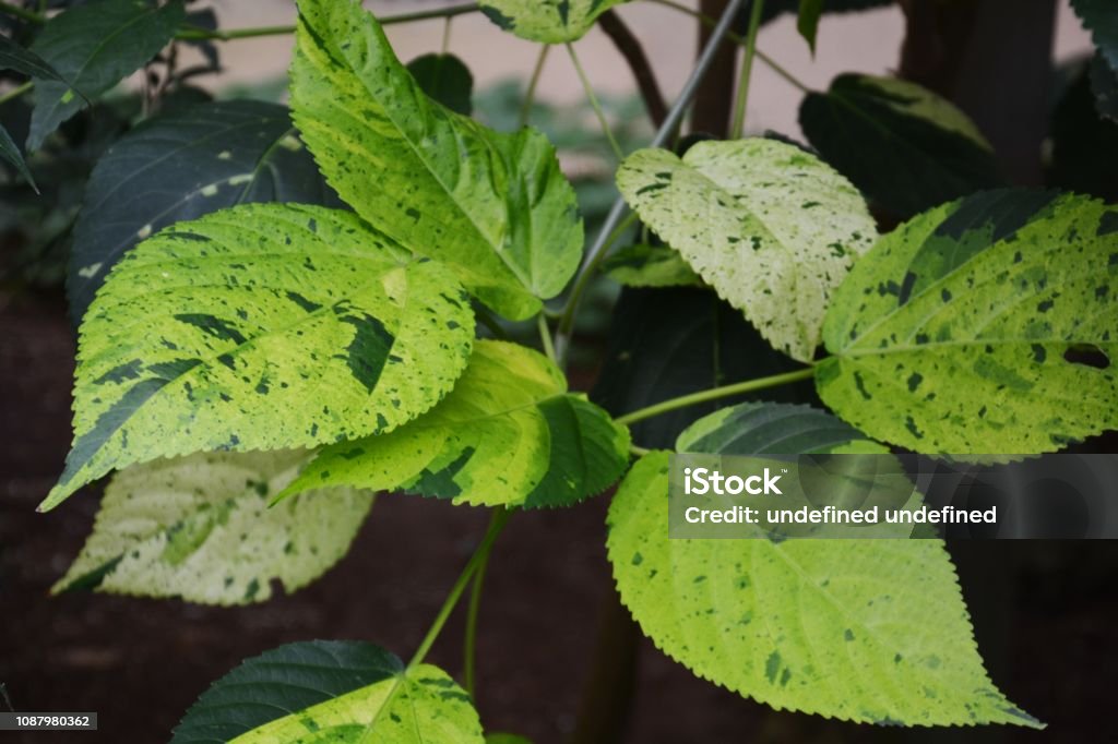 Acalypha Java Twist Acalypha Wilkesiana Java White Stock Photo - Download Image Now - Java ...