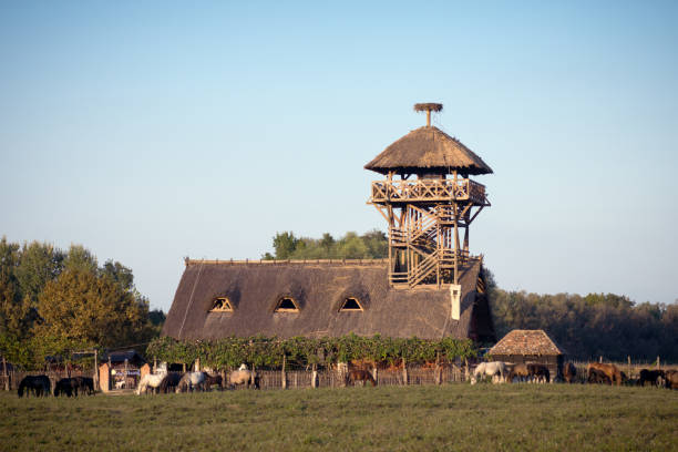 zasavica special nature reserve - serbia horse nature landscape imagens e fotografias de stock