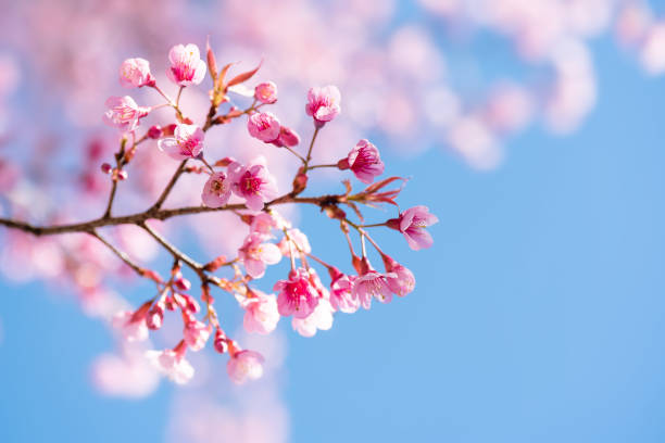 istock Pink cherry blossom with blue sky 1087987166
