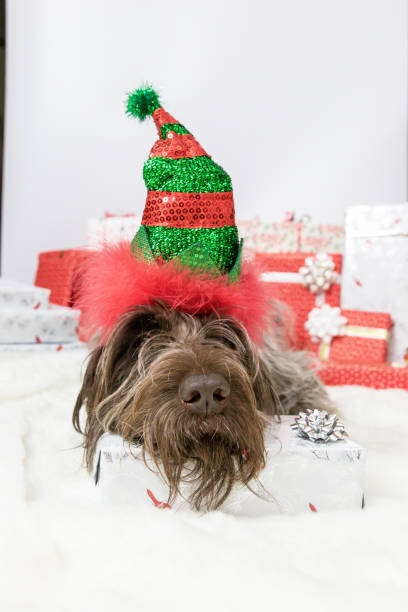 istock the christmas elf dog 1087988288