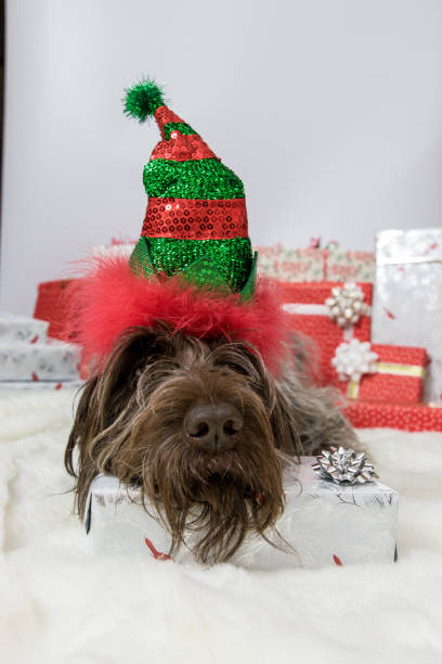istock the christmas elf dog 1087988290