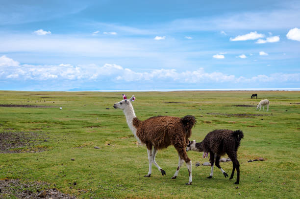 istock Alpacas at Laguna Colorada, Uyuni, Bolivia 1087988856