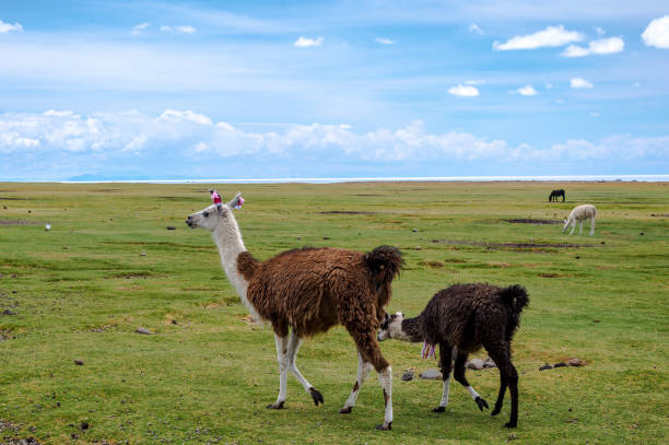 istock Alpacas at Laguna Colorada, Uyuni, Bolivia 1087988860