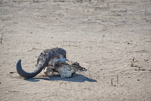 istock Skull of a cape buffalo 1087993256