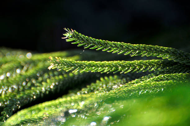 Green leaves of pine tree with water drop in sunlight
