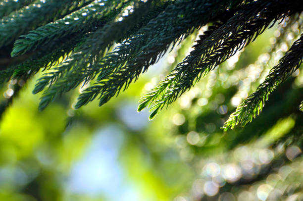 istock Green leaves of pine tree with water drop in sunlight 1087996098