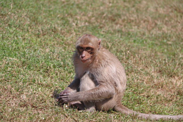 istock Crab-eating Macaque monkey sitting on the greensward. 1088000916