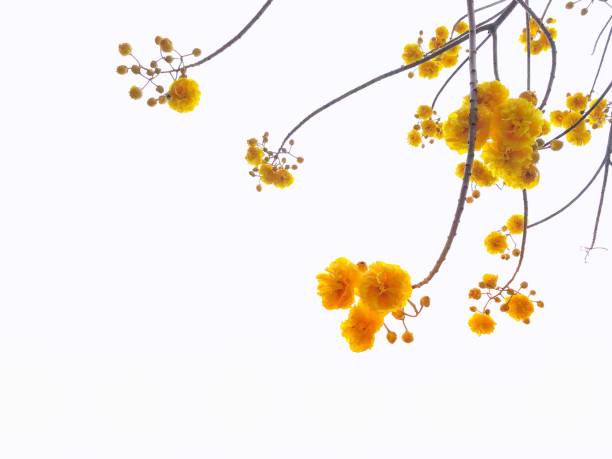 yellow flower on tree, Yellow Cotton Tree