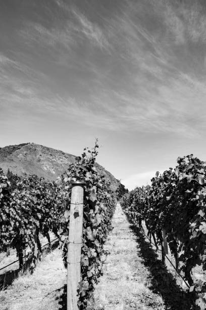 istock (sepia) Beautiful New Zealand vineyard 1088012452