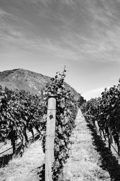 istock (sepia) Beautiful New Zealand vineyard 1088012454