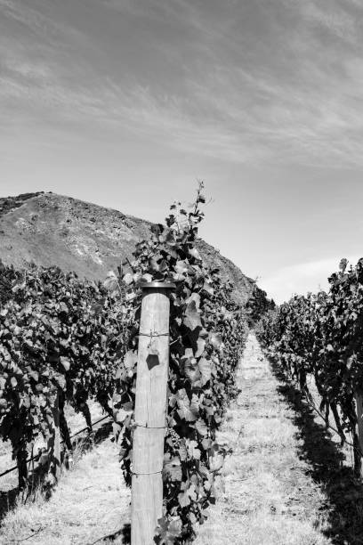 istock (sepia) Beautiful New Zealand vineyard 1088012470