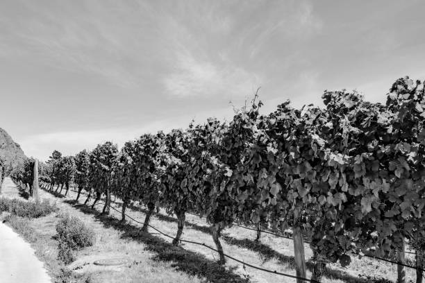 istock (sepia) Beautiful New Zealand vineyard 1088012540