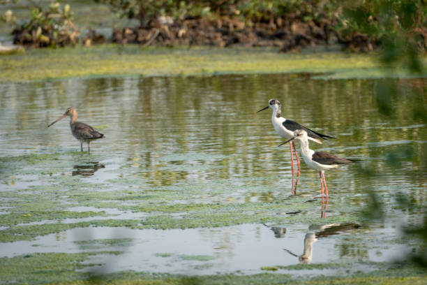 istock Black-winged stilt with Black-tailed godwit in Thailand 1088015932