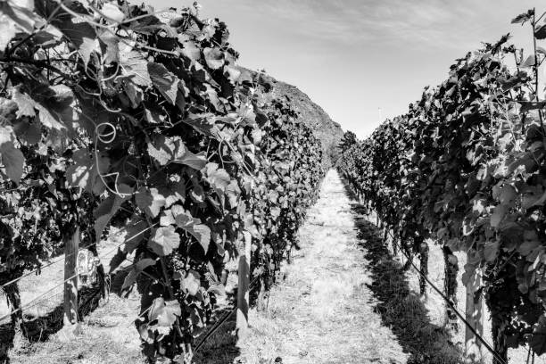 istock (monotone)Beautiful New Zealand vineyard 1088023852