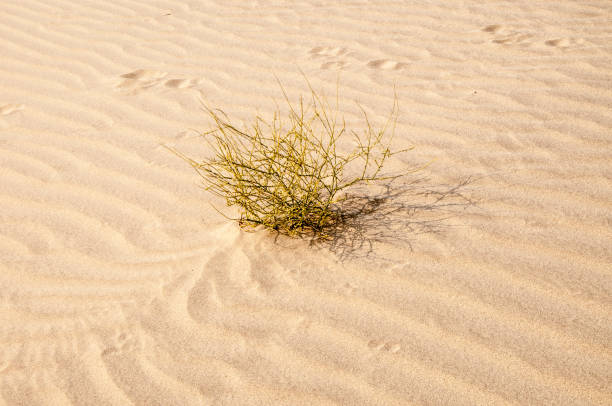 A bush in the dry desert Footprints on the sand dunes egypt horizon over land sun shadow stock pictures, royalty-free photos & images