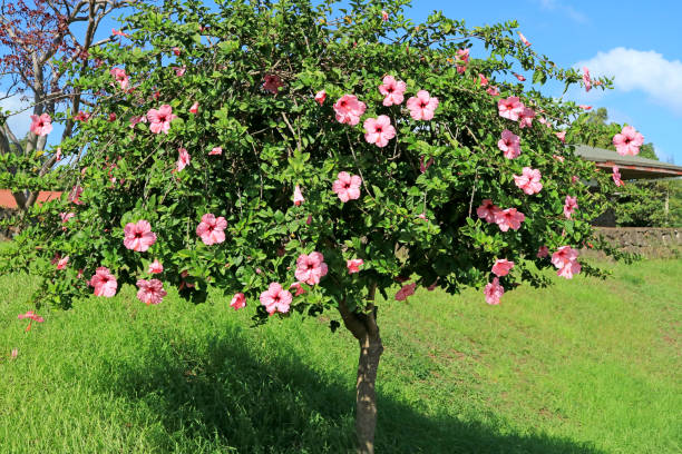 arbre en fleurs hibiscus rose sur l’île de pâques (chili), l’amérique du sud - stem pollen hibiscus beauty in nature photos et images de collection