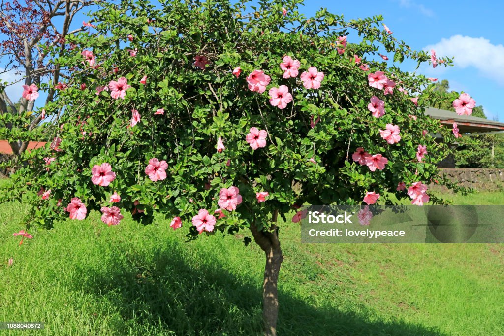 Introduzir 106+ imagem hibisco árvore