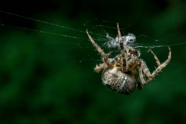 istock Spider in the morning 1088054744