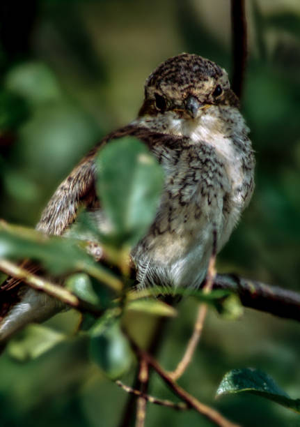 istock Young shrike in the branch 1088054840