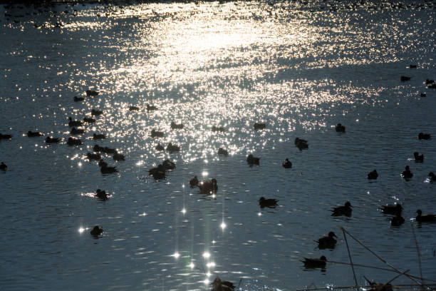 Waterbirds floating on the surface of the evening