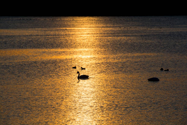 istock Swan at the lake at evening 1088059082