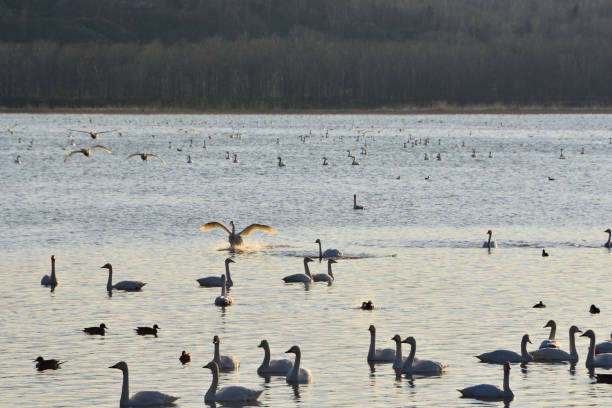 istock Swans which lands on the water 1088059084