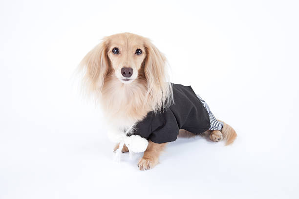 Dachshund traditional Japanese kimono