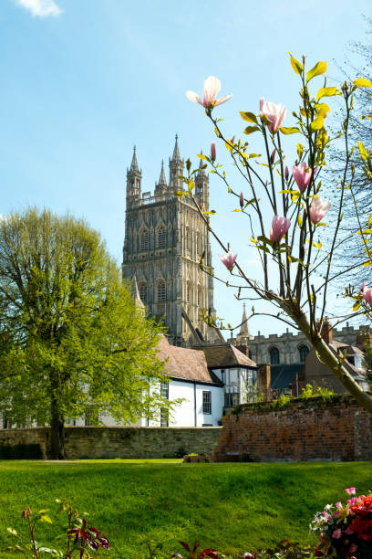 istock Pink Magnolia flowers bloom near Gloucester Cathedral 1088070456