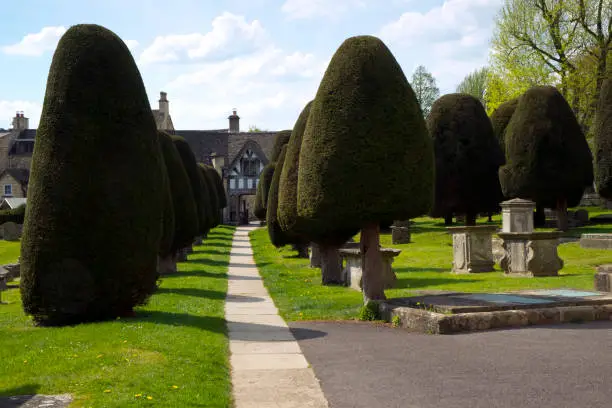 Photo of Famous yew trees in the churchyard at Painswick