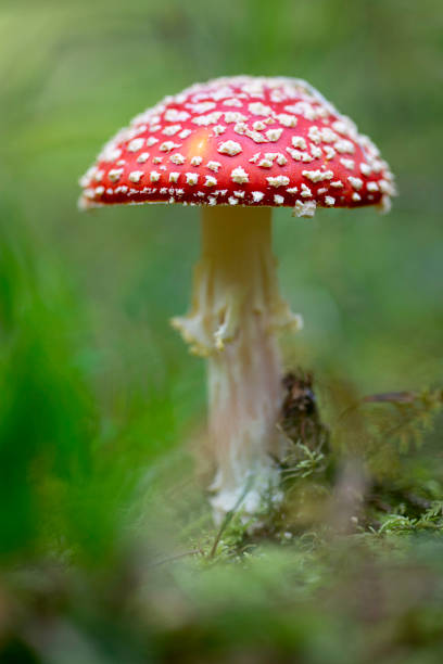 istock fly agaric - Amanita muscaria 1088076490