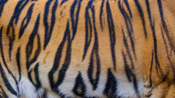 istock close up tiger skin texture background 1088076570