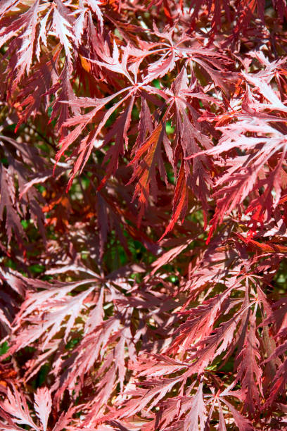 istock Vibrant red acer foliage background 1088081800