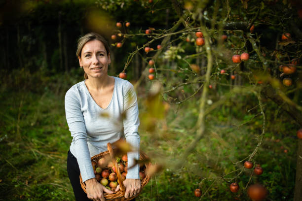 istock Middle aged woman picking apples in her orchard 1088087664