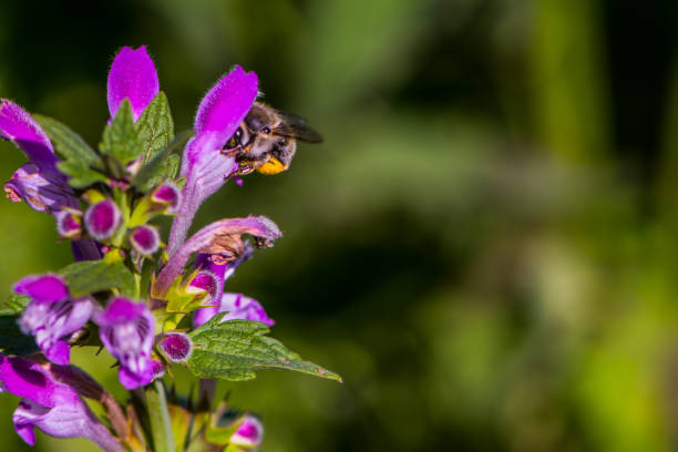 istock The bee on the purple deadnettle 1088091582