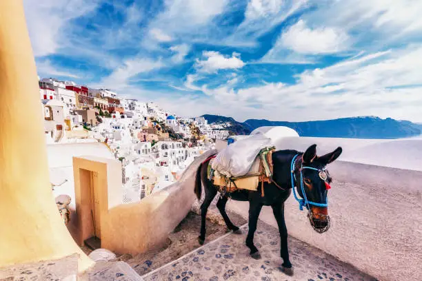 Church and donkey in Oia, Santorini island in Greece, on a sunny day.