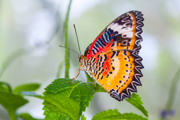 istock Beautiful butterfly in nature. 1088098672