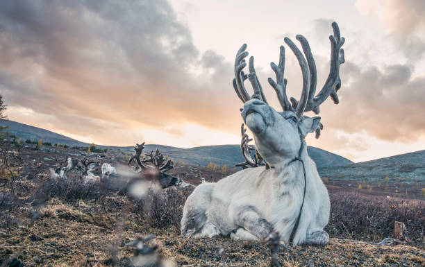 istock rein deer in northern Mongolia 1088098766