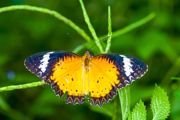istock Beautiful butterfly in nature. 1088098824