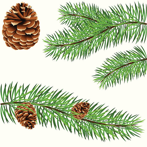 pinecone and pine branches vector art illustration