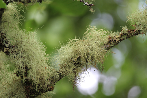 Close up image of Old man's beard lichen (Usnea filipendula, growing outdoors on a tree in a natural setting.