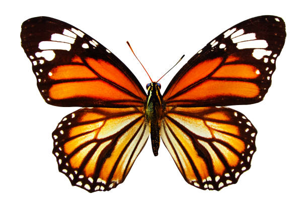istock beautiful natural yellow butterfly isolated on white background 1088104822
