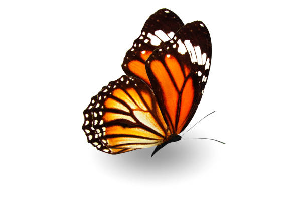 istock beautiful flying orange butterfly with shadow isolated on white background 1088104876